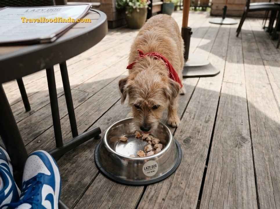 Dog eating grilled chicken bowl from the Pup Menu